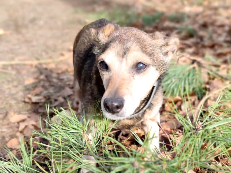 Pauli - Dackel - Bild 11