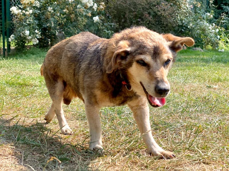 Pauli - Dackel - Bild 3