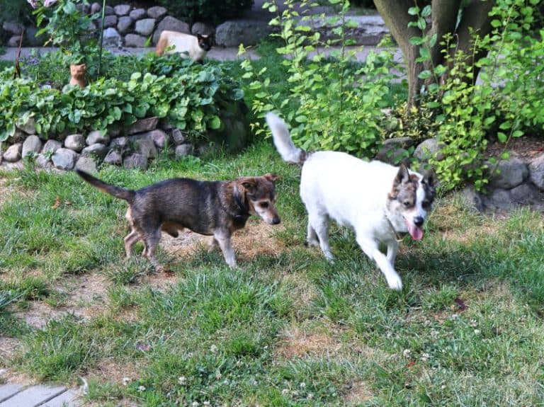 Pauli - Dackel - Bild 30