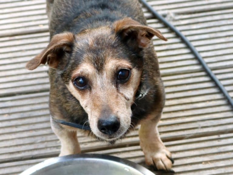 Pauli - Dackel - Bild 32