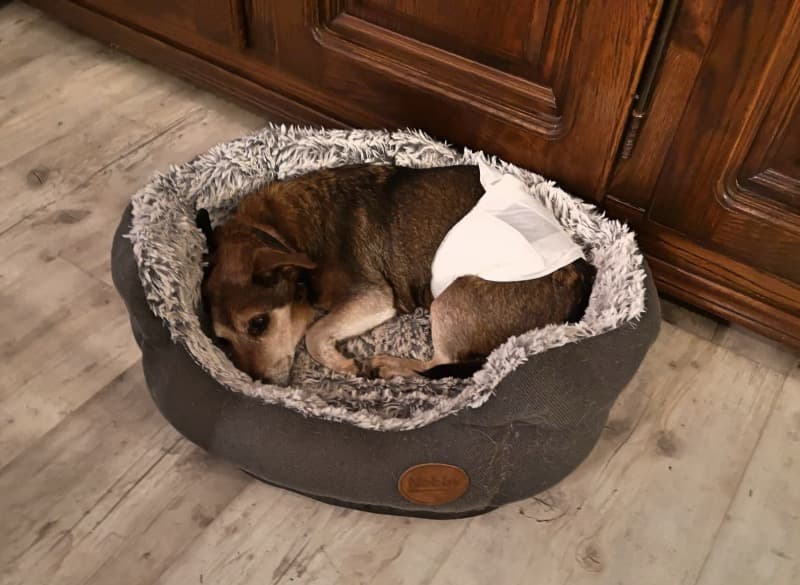 Pauli - Dackel - Bild 17