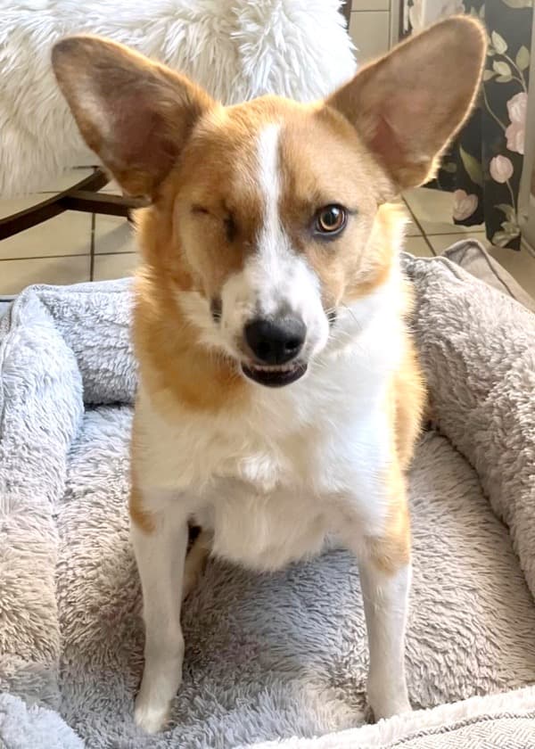 Snickers - Deutsche Dogge - Bild 15