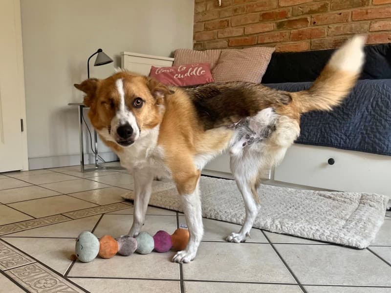 Snickers - Deutsche Dogge - Bild 10