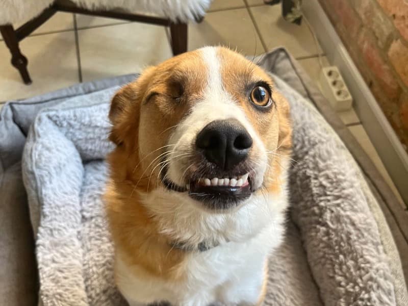 Snickers - Deutsche Dogge - Bild 8