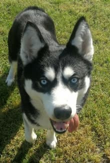 Siberian Husky Kira