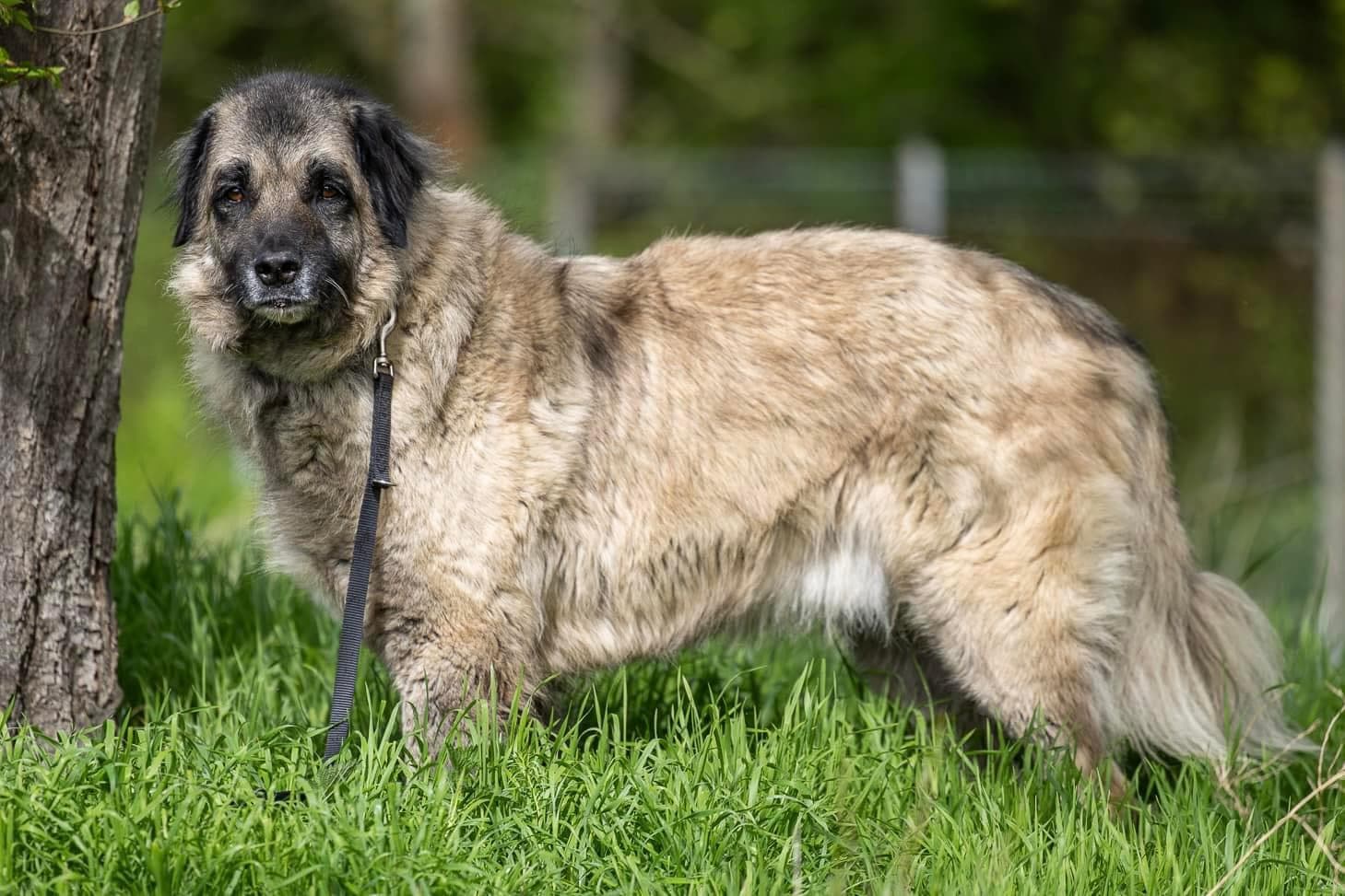 Bumi - Kangal-Hirtenhund - Bild 7
