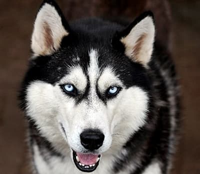 Siberian Husky Flash
