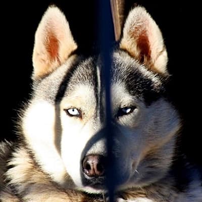 Thunder - Siberian Husky - Bild 4