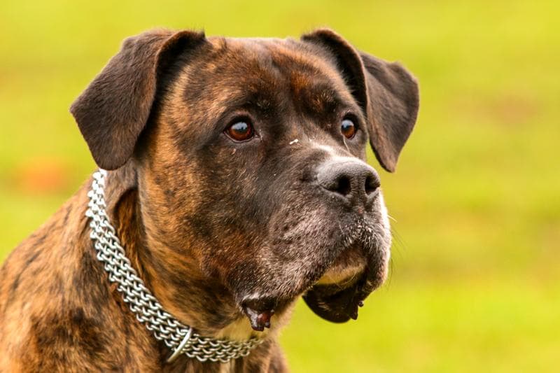 Deutscher Boxer-Mix Tarzan