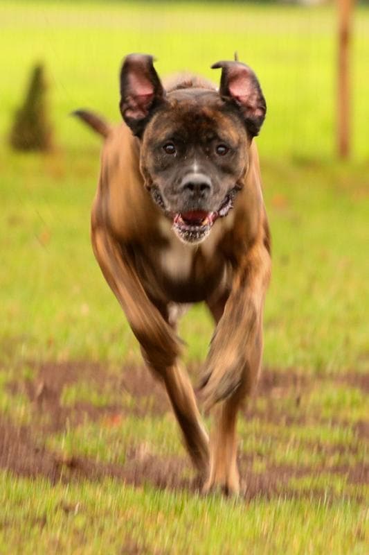 Tarzan - Deutscher Boxer - Bild 2