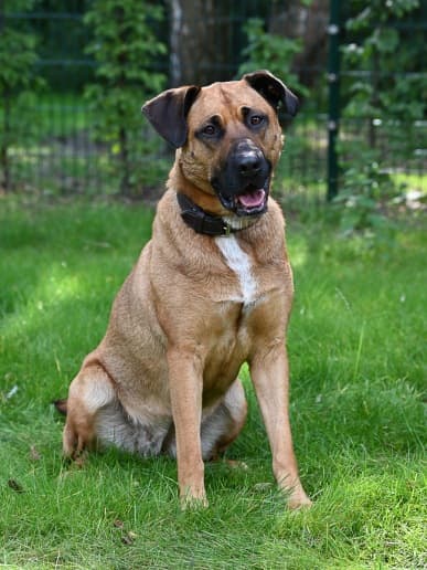 Deutscher Schäferhund-Mix Kiwi