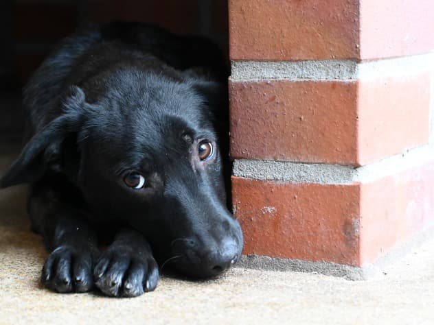 Labrador Retriever-Mix Tsunami