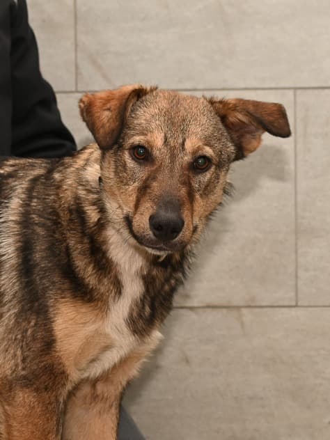 Deutscher Schäferhund-Mix Breaxid