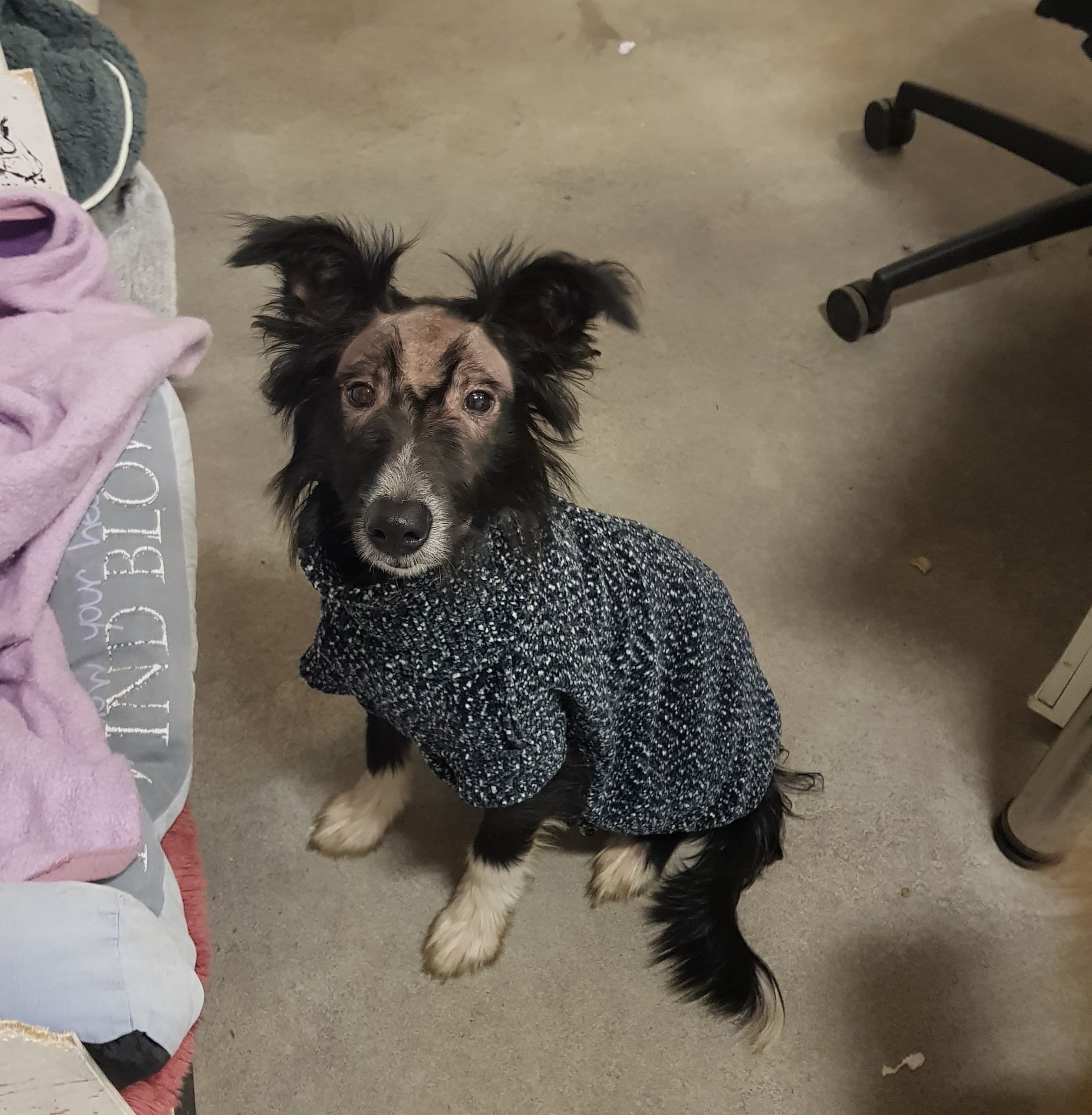 ET - Border Collie - Bild 2