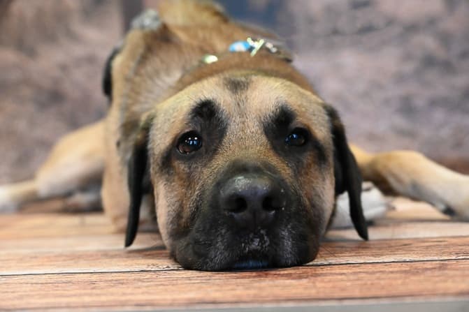 Henry - Kangal-Hirtenhund - Bild 3