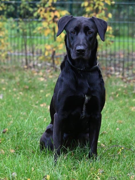 Labrador Retriever-Mix Burghilde