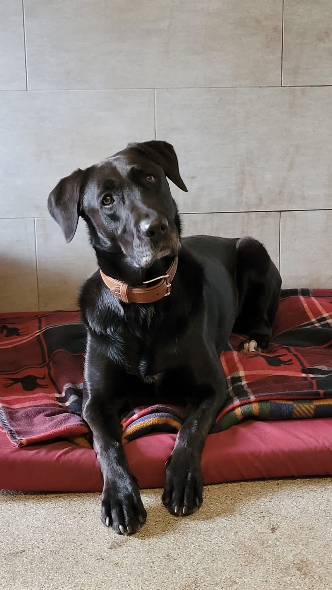 Burghilde - Labrador Retriever - Bild 2