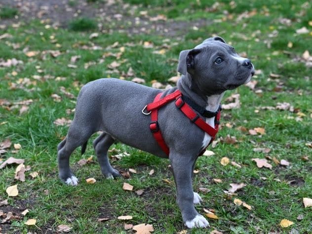 Tommy - Ca de Bou, Ca de Bestiar, American Staffordshire Terrier - Bild 3