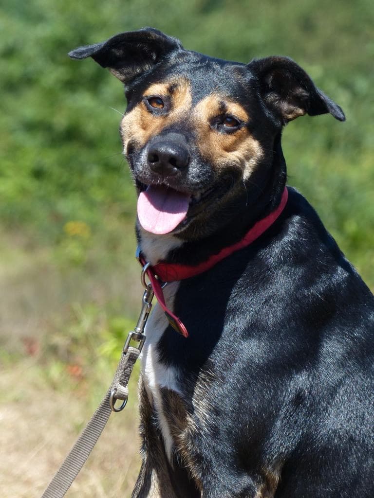 Border Collie-Mix Akira