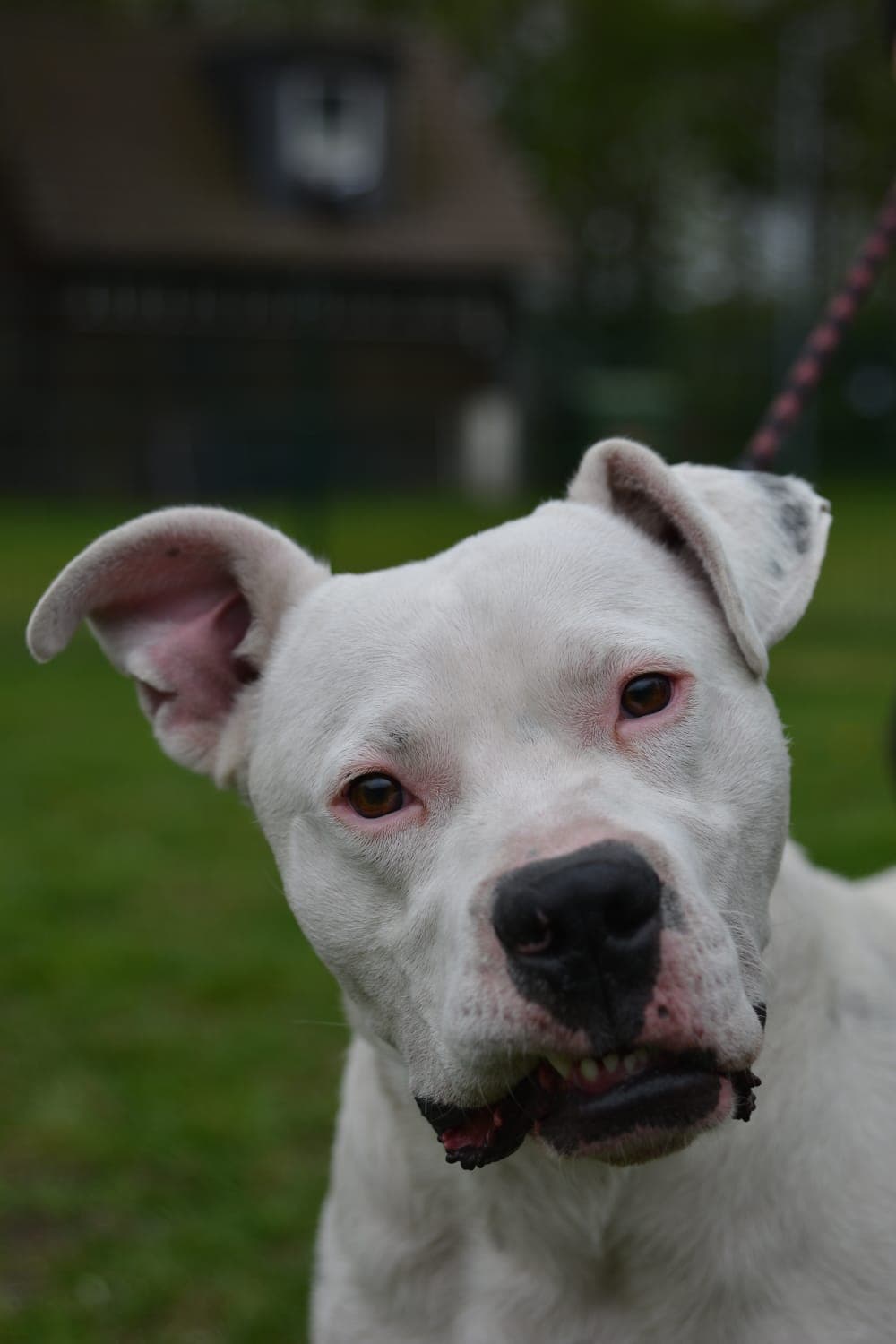 Edward - Dogo Argentino - Bild 2