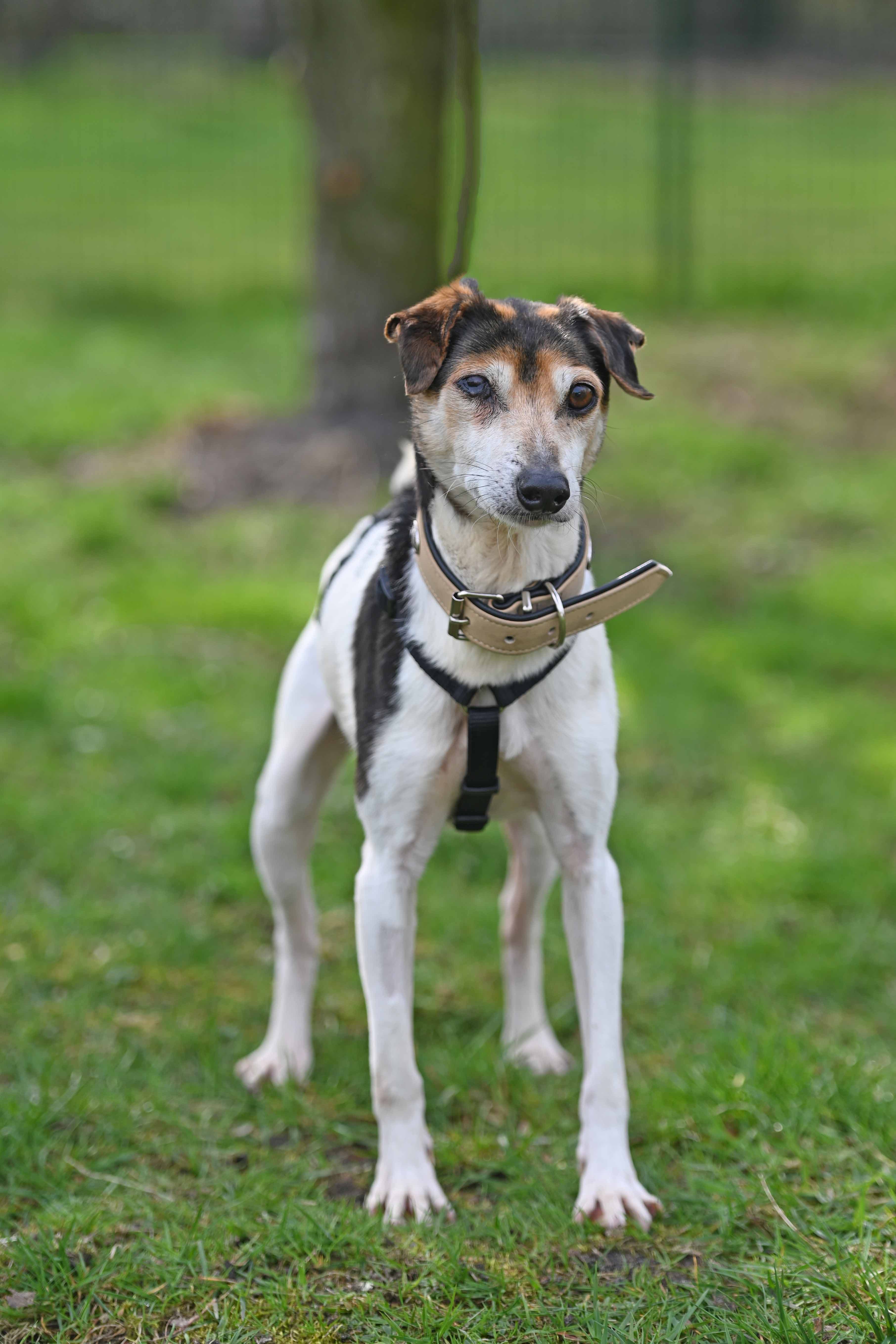 Real - Jack Russell Terrier - Bild 2