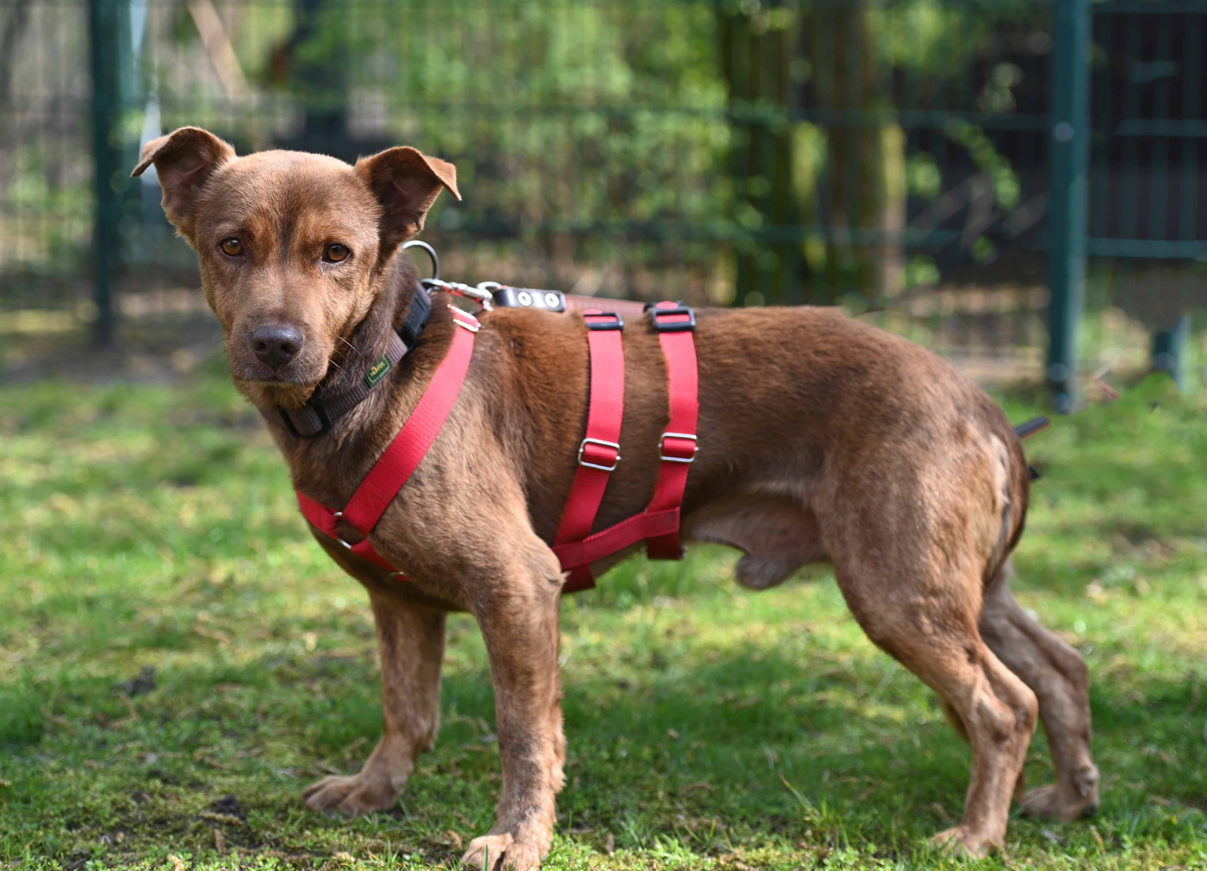 Curly - Deutscher Pinscher - Bild 2