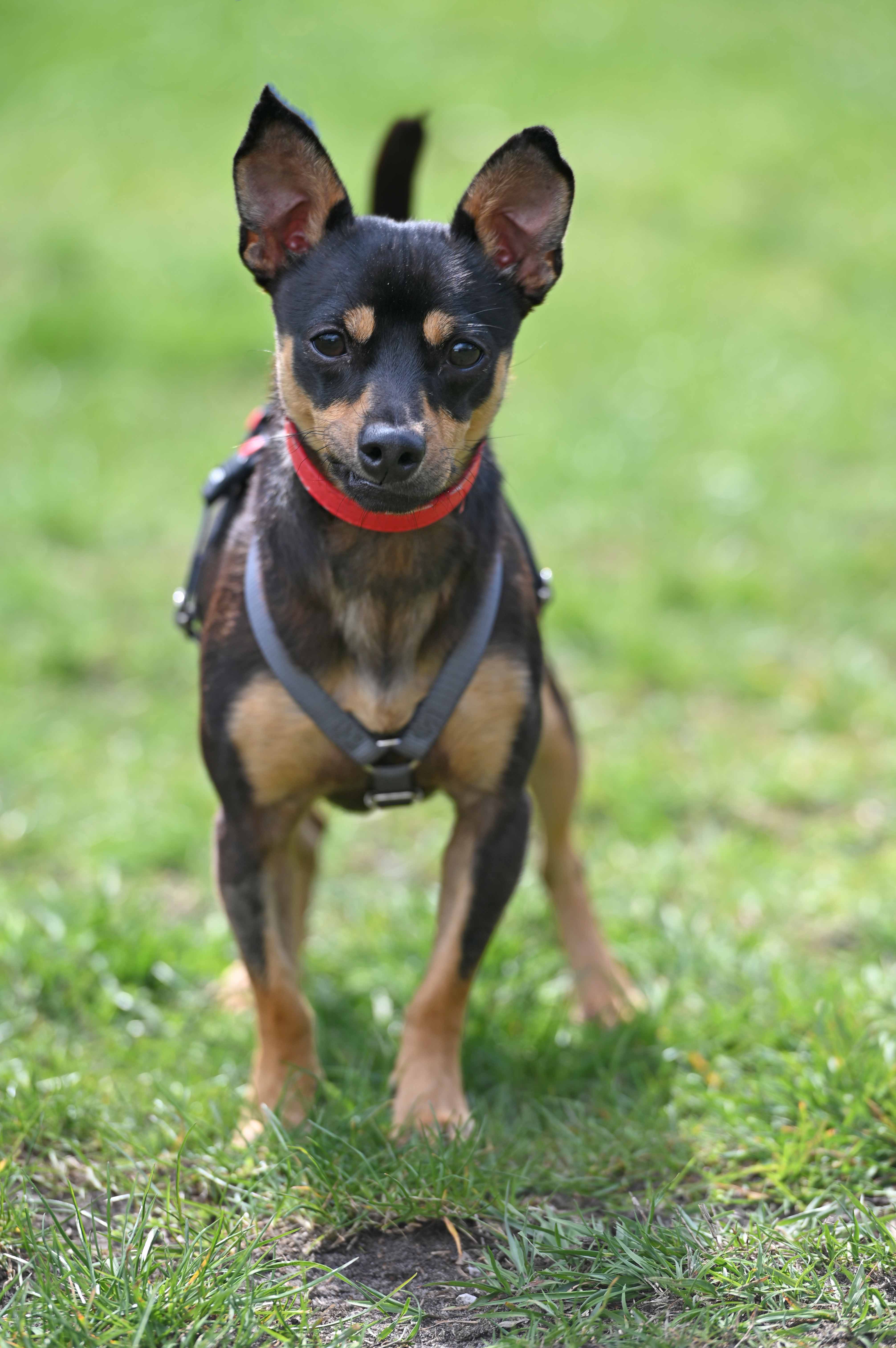 Deutscher Pinscher Joy