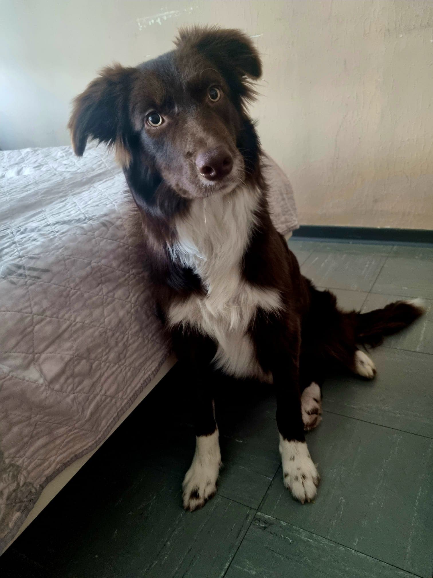 Echo - Border Collie - Bild 3