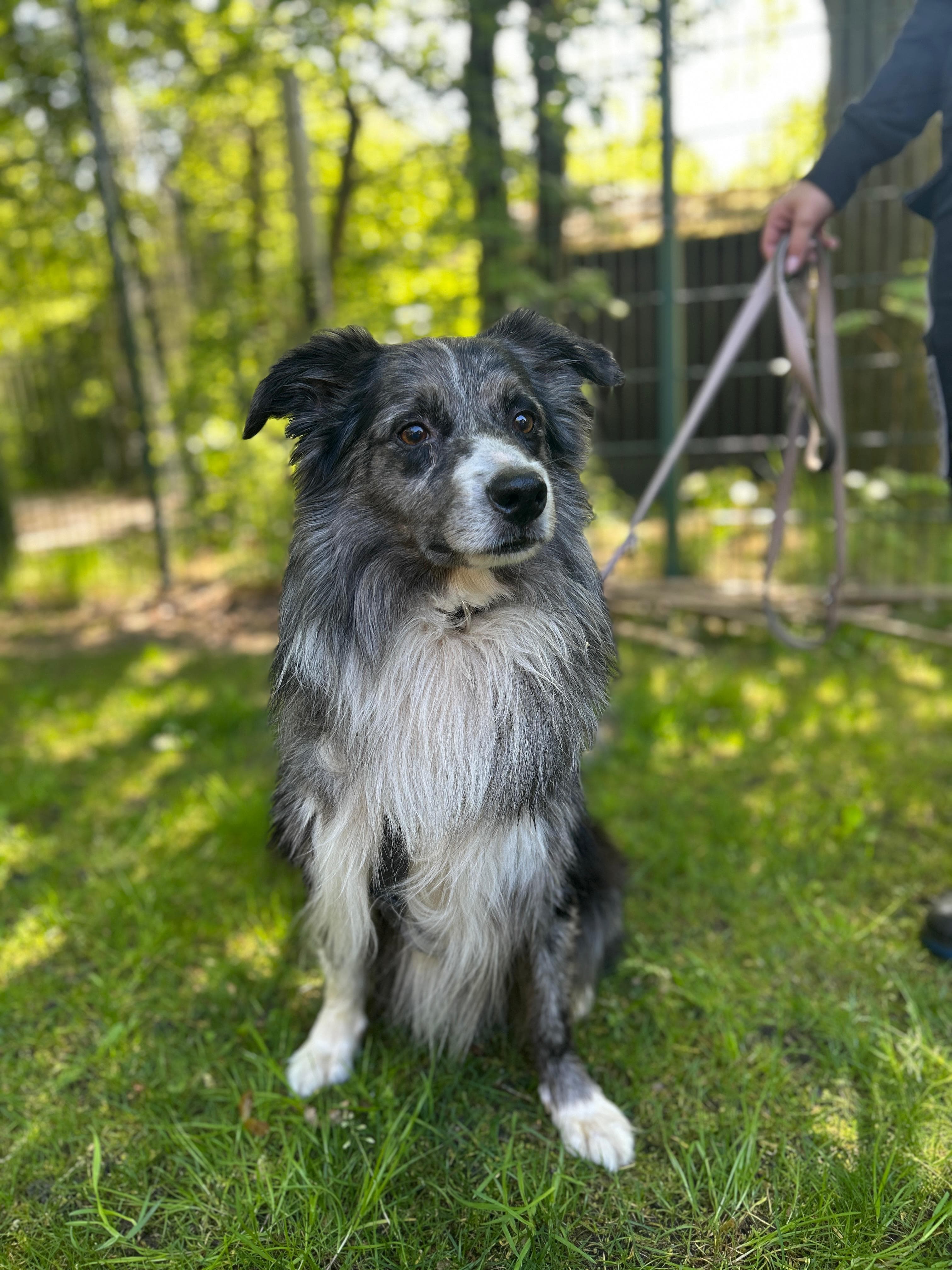 Border Collie-Mix Rocky