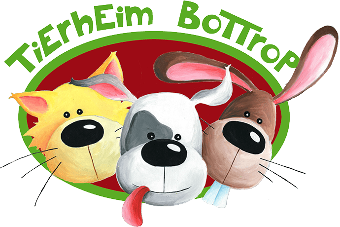 Zeus - Cane Corso Italiano - Bild 3