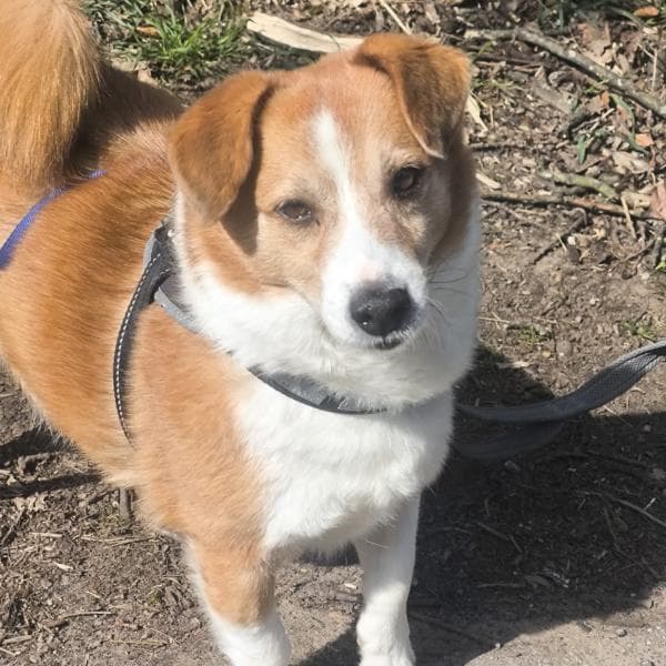 Hund Moritz