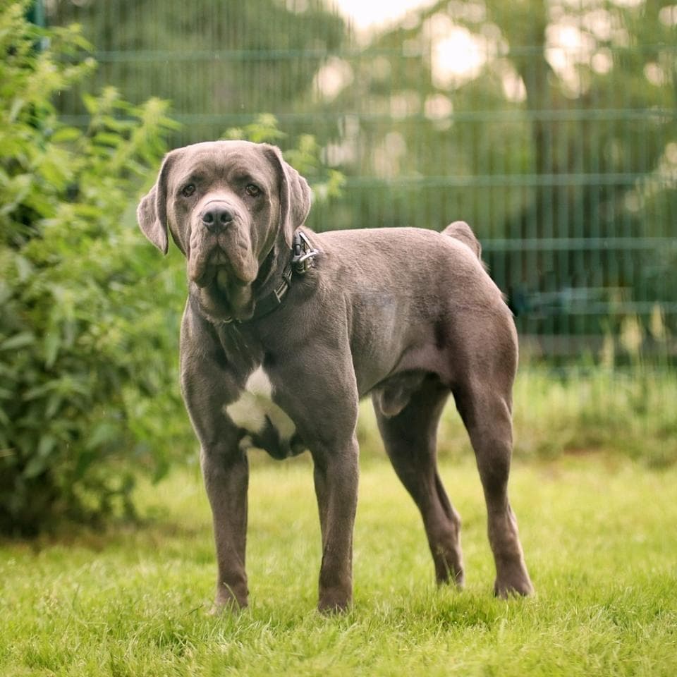 Cane Corso Italiano Zeus