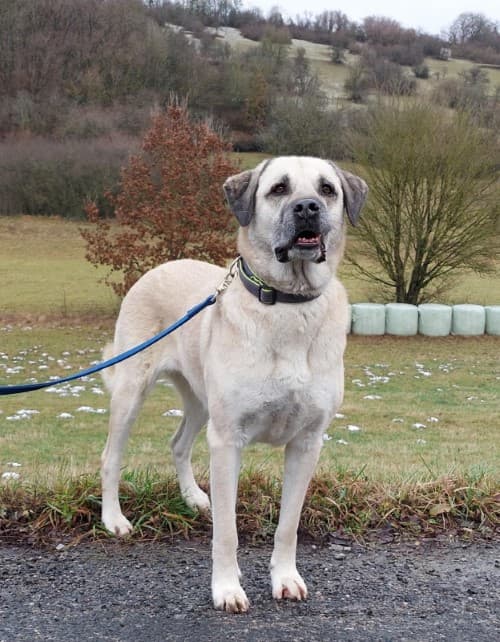Ayla - Labrador Retriever, Kangal-Hirtenhund - Bild 1