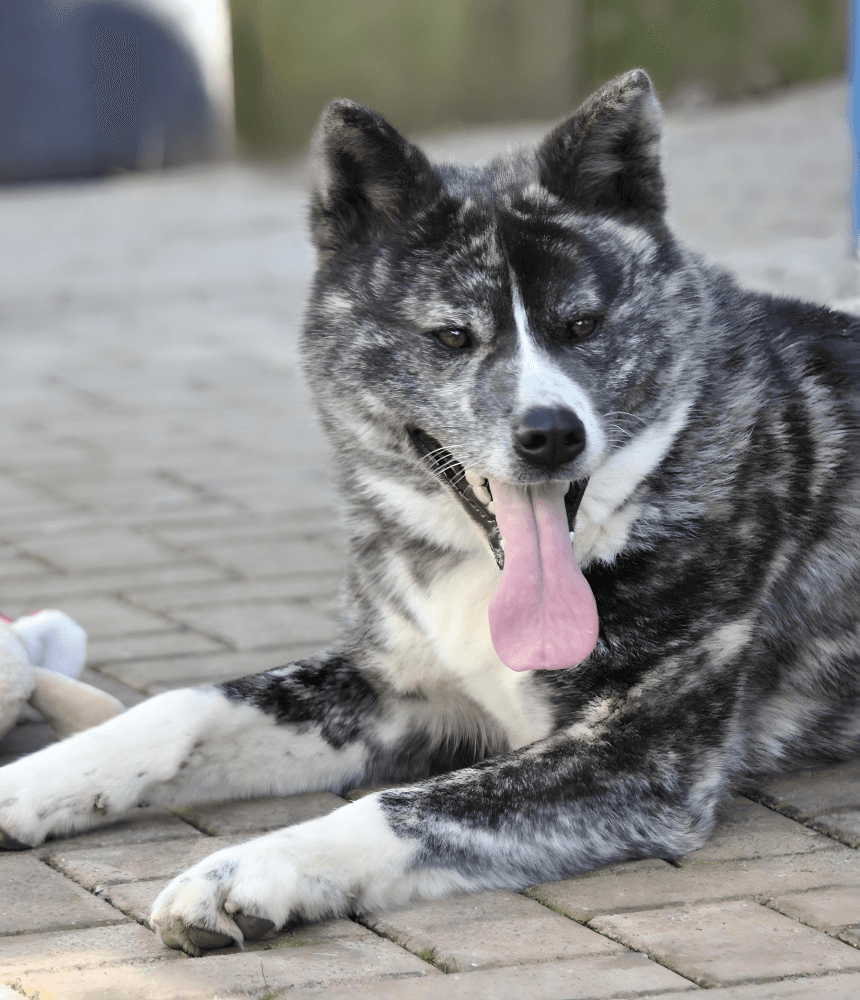 Akita-Mix Akita