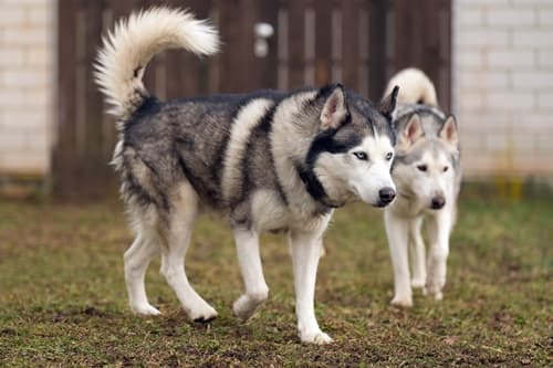 Arek - Siberian Husky - Bild 2