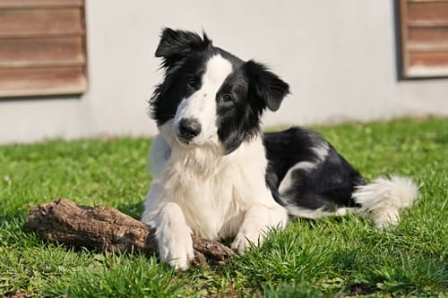 Jasper - Border Collie - Bild 2