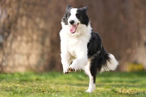 Border Collie-Mix Jasper