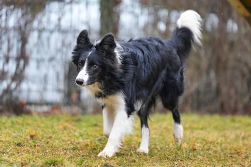 Border Collie Batzi