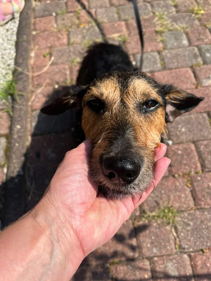 Pico - Deutsche Dogge - Bild 5