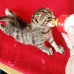 Fritzi -  - Bild 6