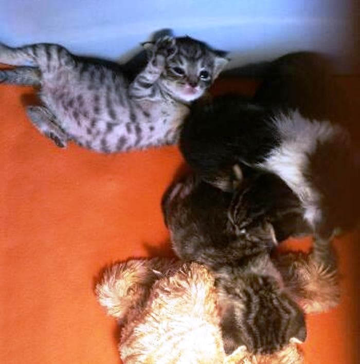 Fritzi -  - Bild 15