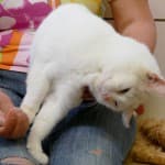 Fritzi -  - Bild 4