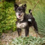 Wolfgang -  - Bild 14