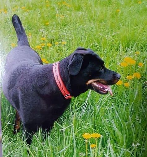 Wolfgang -  - Bild 19