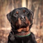 Wolfgang -  - Bild 12