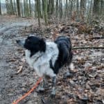 Odin - Border Collie - Bild 11