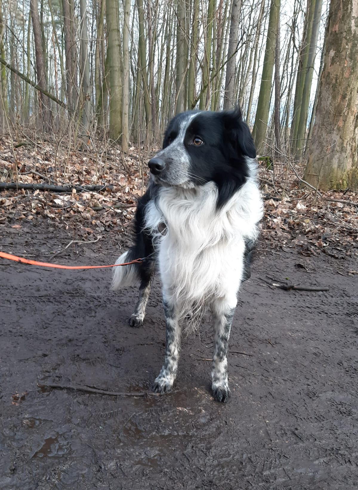 Odin - Border Collie - Bild 8