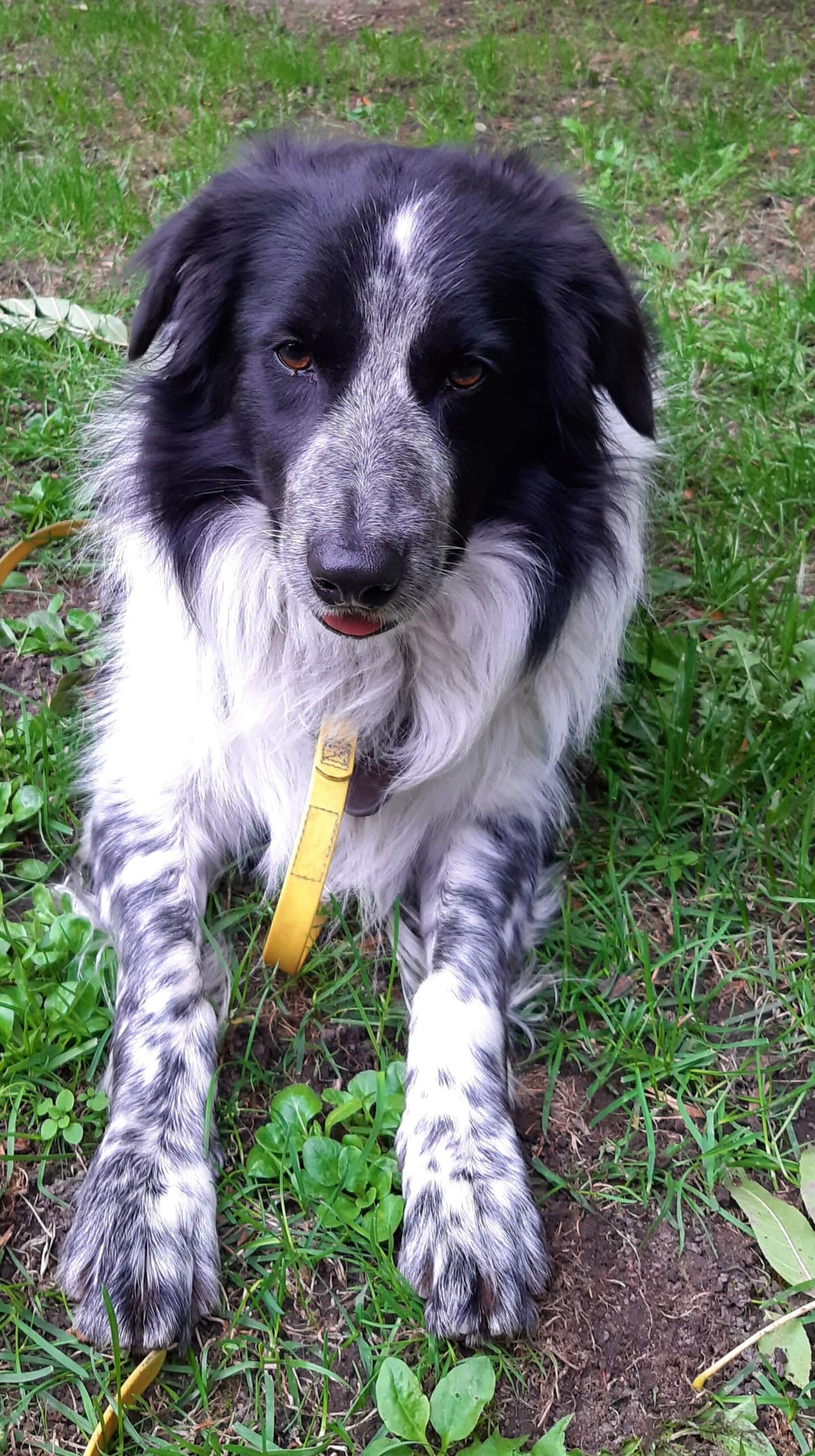 Odin - Border Collie - Bild 2