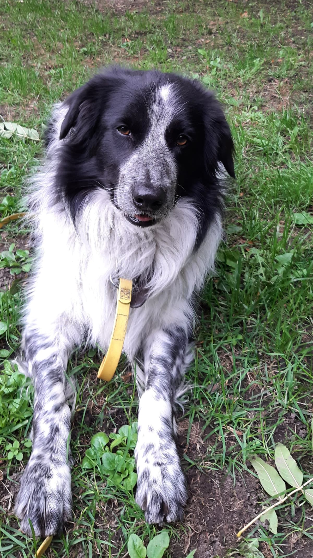 Odin - Border Collie - Bild 6
