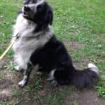 Odin - Border Collie - Bild 5